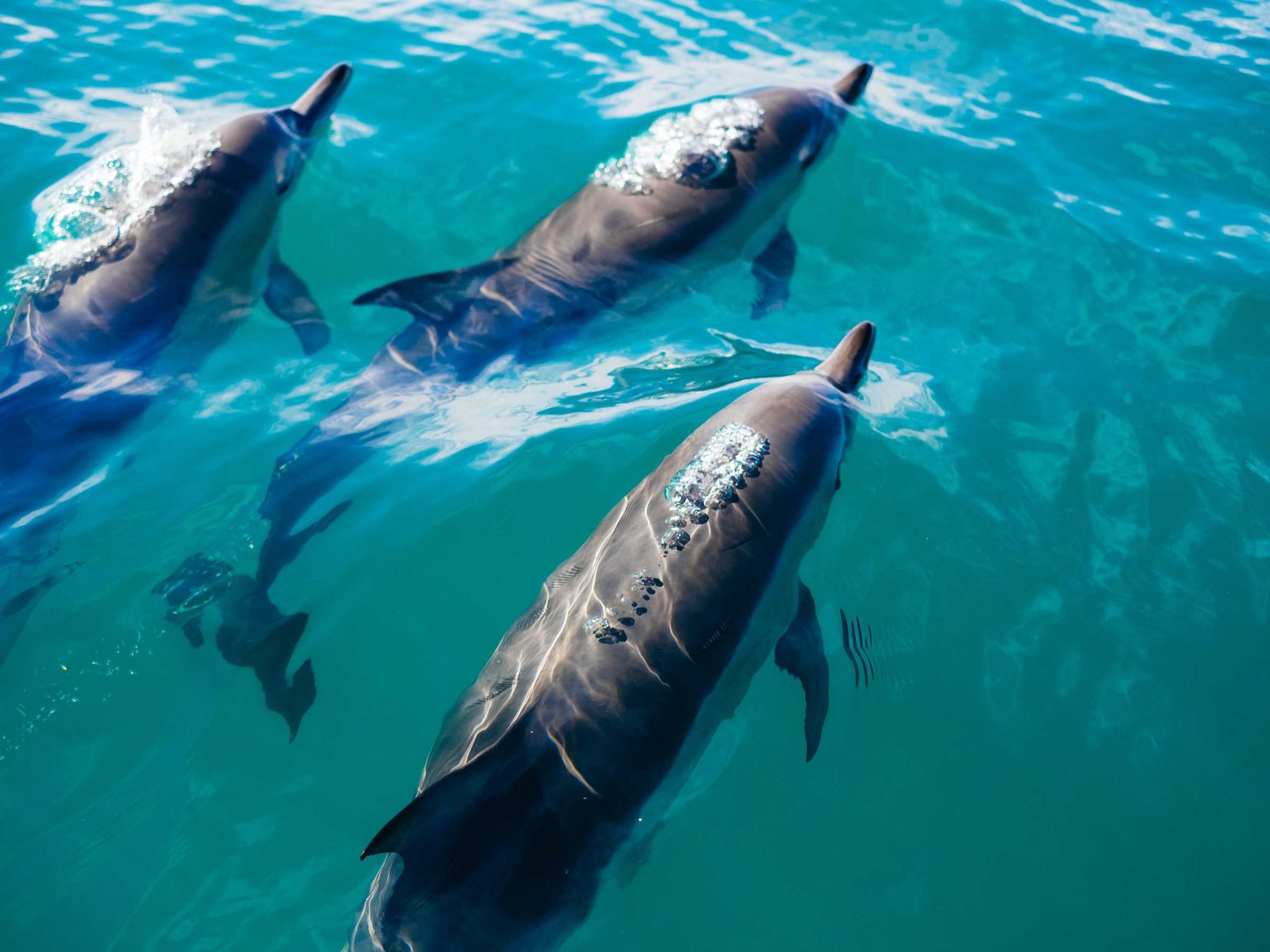 Picture of dolphins